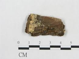 Attēlu rezultāti vaicājumam “Rigidoporus crocatus”