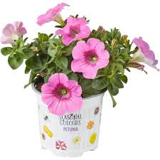 Image result for Petunie