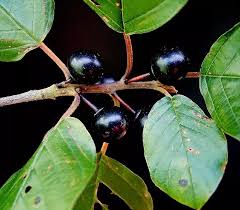 Attēlu rezultāti vaicājumam “Frangula alnus leaf”