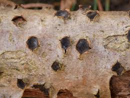 Attēlu rezultāti vaicājumam “Biscogniauxia marginata”