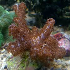 Attēlu rezultāti vaicājumam “Collaria sp.”