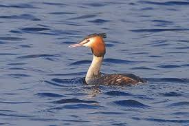 Attēlu rezultāti vaicājumam “Podiceps cristatus adult”