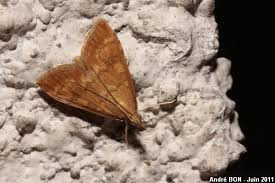 Attēlu rezultāti vaicājumam “Udea fulvalis”