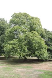 Attēlu rezultāti vaicājumam “Ulmus laevis”