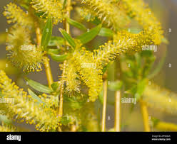 Attēlu rezultāti vaicājumam “Salix myrsinifolia male flower”