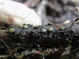 Attēlu rezultāti vaicājumam “Vibrissea decolorans”