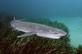 Image result for Notorynchus cepedianus