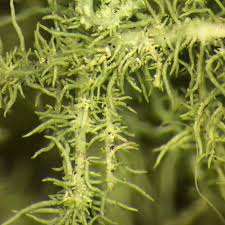 Attēlu rezultāti vaicājumam “Usnea hirta”