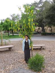 Attēlu rezultāti vaicājumam “Laburnum alpinum”