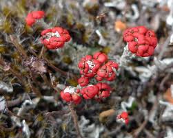 Attēlu rezultāti vaicājumam “Cladonia floerkeana”