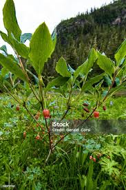 Attēlu rezultāti vaicājumam “Menziesia ferruginea”