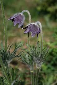 Image result for Pulsatilla