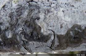 Attēlu rezultāti vaicājumam “Licea testudinacea spores”