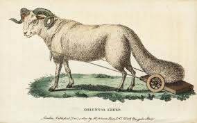 Attēlu rezultāti vaicājumam “Ovis aries”