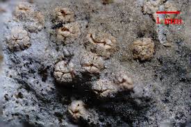 Attēlu rezultāti vaicājumam “Petractis sp.”