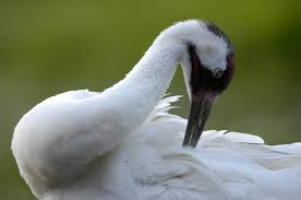 Attēlu rezultāti vaicājumam “Grus grus adult”