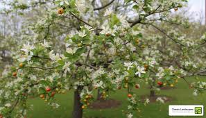 Attēlu rezultāti vaicājumam “Malus baccata fruit”