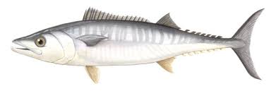Image result for Scomberomorus cavalla