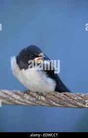 Attēlu rezultāti vaicājumam “Hirundo rustica juvenile”