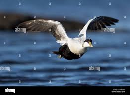 Attēlu rezultāti vaicājumam “Somateria mollissima male”