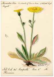 Attēlu rezultāti vaicājumam “Hieracium murorum flower”