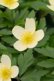 Attēlu rezultāti vaicājumam “Anemone x lipsiensis leaf”