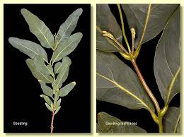 Attēlu rezultāti vaicājumam “Cribraria ferruginea”