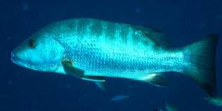 Image result for Lutjanus cyanopterus