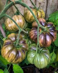 Afbeeldingsresultaat voor dark purple beefsteak tomato