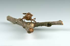 Attēlu rezultāti vaicājumam “exuvia”