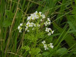 Attēlu rezultāti vaicājumam “Cardamine amara”