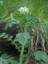 Attēlu rezultāti vaicājumam “Cardamine amara”