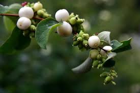 Attēlu rezultāti vaicājumam “Symphoricarpos albus fruit”