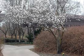 Attēlu rezultāti vaicājumam “Prunus armeniaca”