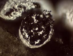 Attēlu rezultāti vaicājumam “Badhamia panicea”