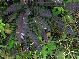 Attēlu rezultāti vaicājumam “Pedicularis sceptrum-carolinum leaf”