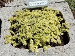 Attēlu rezultāti vaicājumam “Herniaria glabra flower”