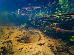 Attēlu rezultāti vaicājumam “Berula erecta leaf”