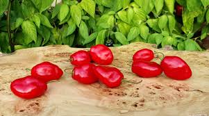 Afbeeldingsresultaat voor red rocoto hot pepper