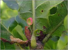 Attēlu rezultāti vaicājumam “Neuroterus albipes”