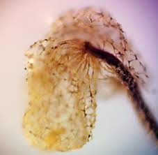 Attēlu rezultāti vaicājumam “Claustria didermoides macro”