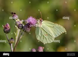 Attēlu rezultāti vaicājumam “Gonepteryx rhamni female”