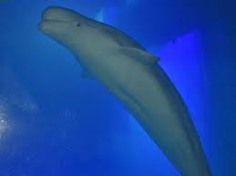 Image result for Delphinapterus leucas