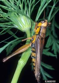 Attēlu rezultāti vaicājumam “Entomophaga grylli”