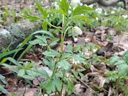 Attēlu rezultāti vaicājumam “Ochropsora ariae”