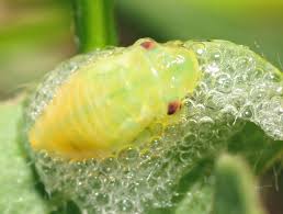 Attēlu rezultāti vaicājumam “Philaenus spumarius nymph”