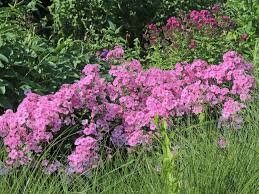 Image result for Phlox (großblumig)
