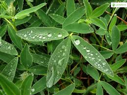 Attēlu rezultāti vaicājumam “Trifolium medium leaf”