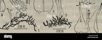 Attēlu rezultāti vaicājumam “Campylium chrysophyllum”
