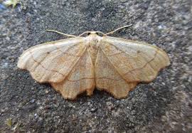 Attēlu rezultāti vaicājumam “Idaea emarginata”